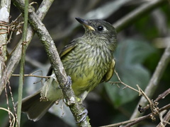 Olive-Striped Flycatcher photo 2