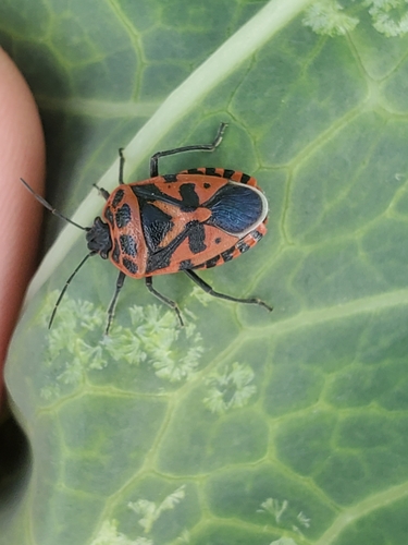 Cruciferous bug photo 2