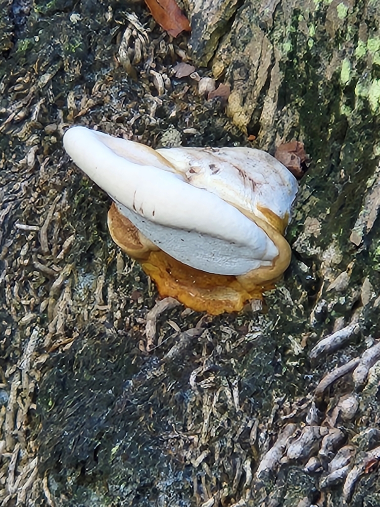 Ganoderma zonatum in July 2024 by schwartz_k_13 · iNaturalist