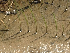 Juncus lesueurii