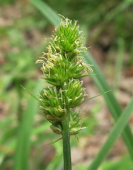 Carex muehlenbergii
