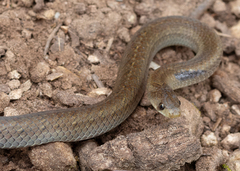 Inornate Kukri Snake photo 2