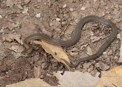 Inornate Kukri Snake photo 3