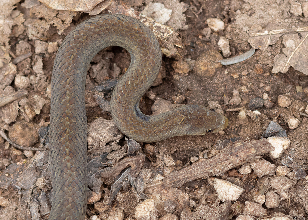 Inornate Kukri Snake