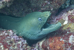 Gymnothorax castaneus