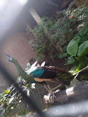 Pavo muticus