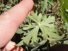 Geranium californicum