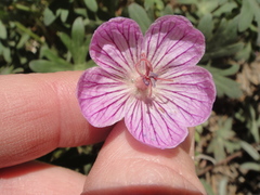 Geranium californicum