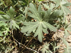 Geranium californicum