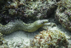 Muraena lentiginosa