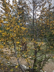Fremontodendron