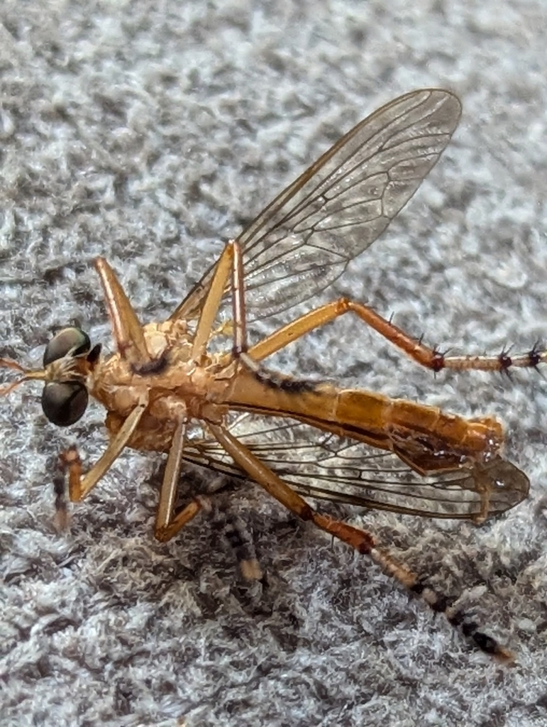 Thieves Insect Hanging-thieves from Laurel, DE 19956, USA on July 04, 2024 at 12:26 PM ...