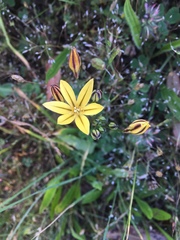 Triteleia ixioides ixioides