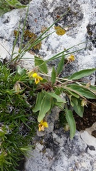 Viola nuttallii