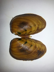 Pleurobema decisum