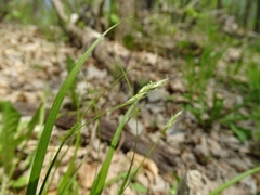 Carex deweyana