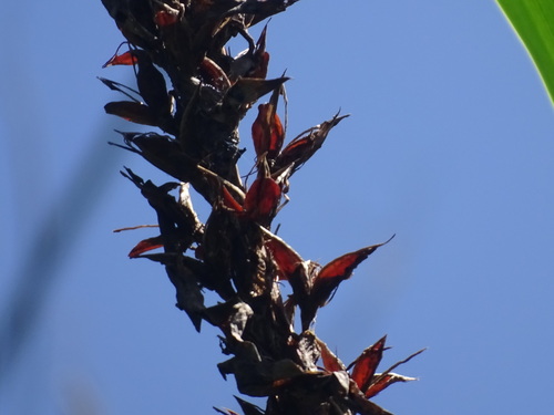 Pitcairnia imbricata, photograph 6