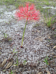 Haemanthus katherinae