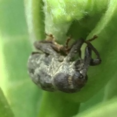 Rhyssomatus lineaticollis