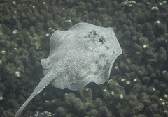 Urobatis concentricus