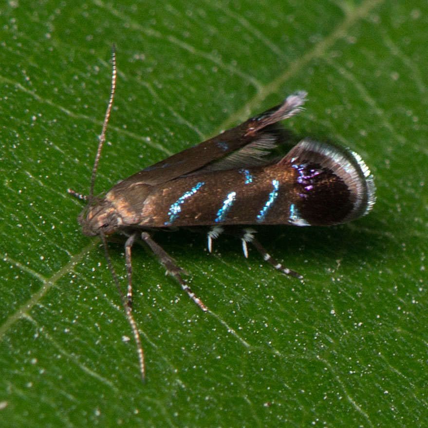 Strobisia
