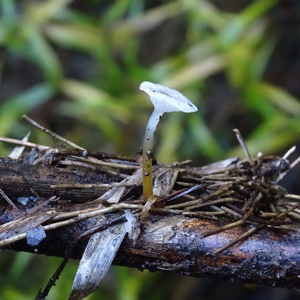 Mycena subulifera · May 2019 · photo: © cristianriquelme (iNaturalist, cc-by)