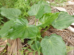 Alocasia cucullata