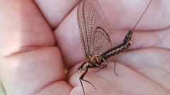 Ephemeridae