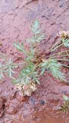 Cymopterus