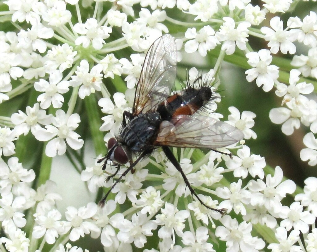 Eriothrix argyreatus