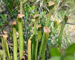 Sarracenia rubra