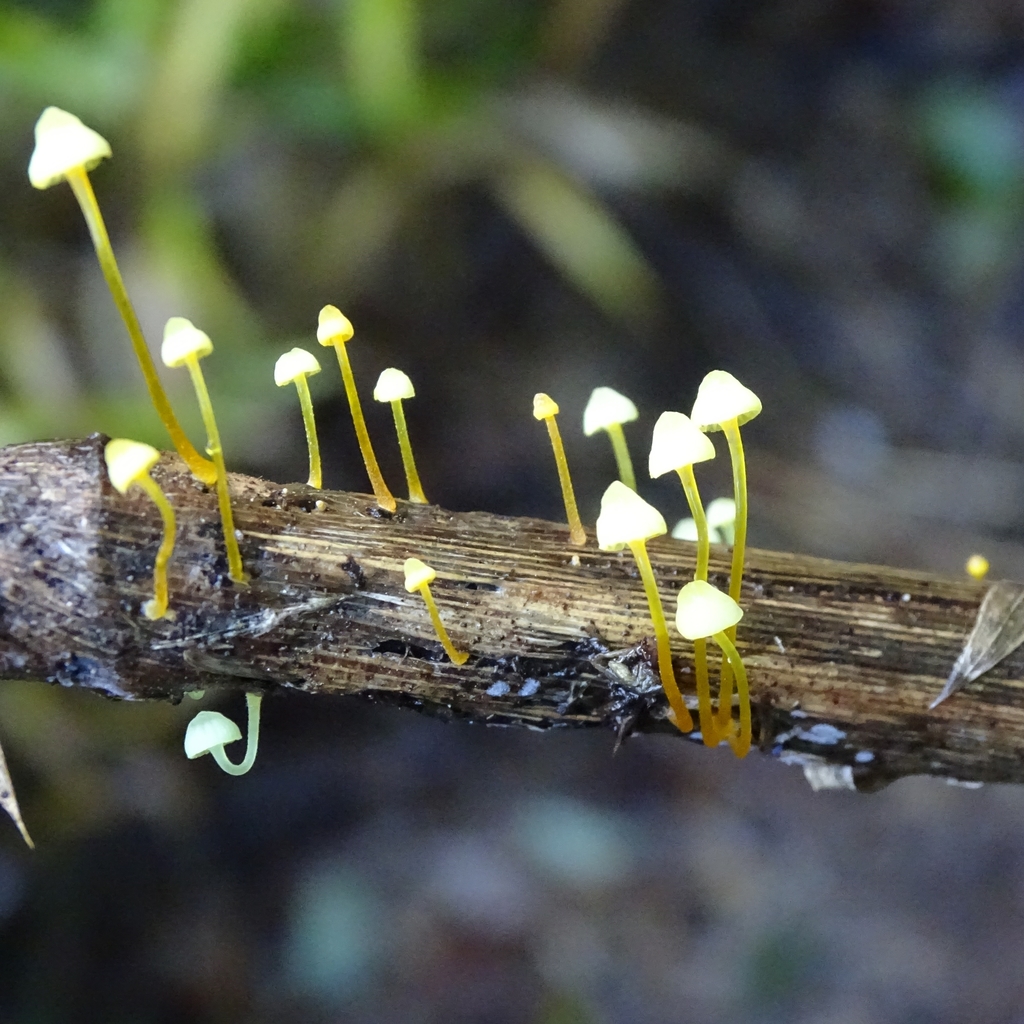 Mycena chusqueophila · May 2019 · photo: © cristianriquelme (iNaturalist, cc-by)