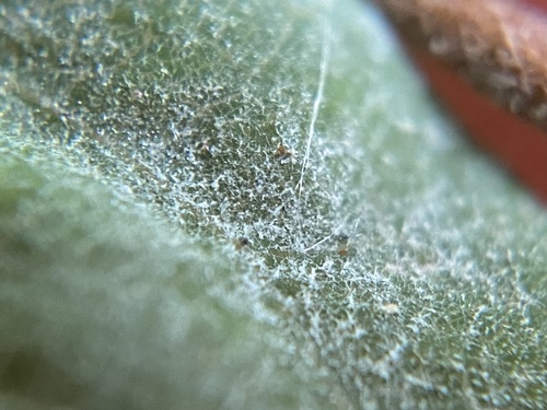 snowberry powdery mildew
