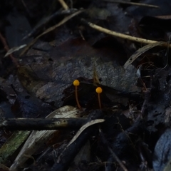 Mycena chusqueophila