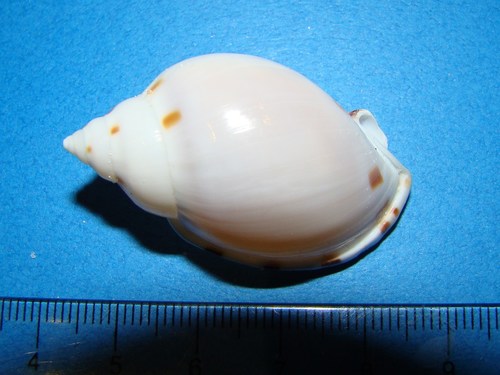 Casmaria ponderosa