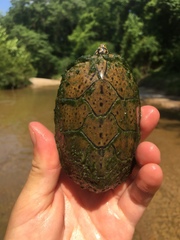 Sternotherus peltifer