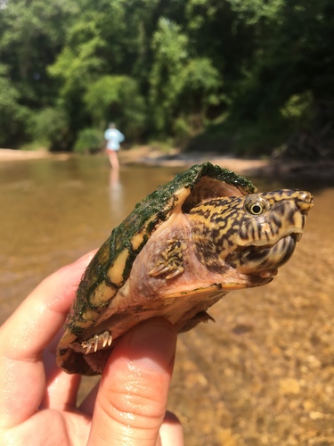 Stripe-necked Musk Turtle