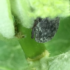 Rhyssomatus lineaticollis