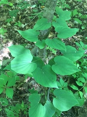 Dioscorea quaternata