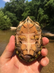 Sternotherus peltifer