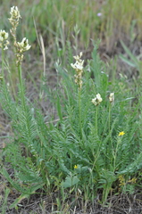 Astragalus reventiformis