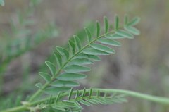 Astragalus reventiformis
