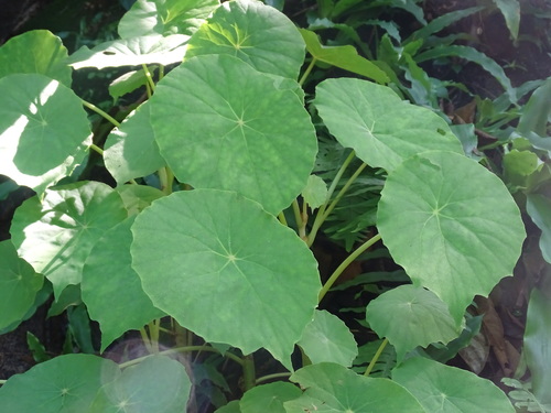 Image of Begonia peltata by (c) Alexis López Hernández, some rights reserved (CC BY)