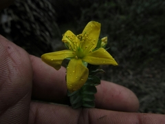Hypericum mexicanum