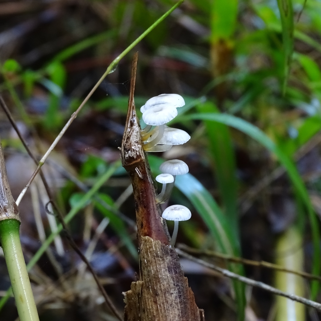 Mycena subulifera · May 2019 · photo: © cristianriquelme (iNaturalist, cc-by)