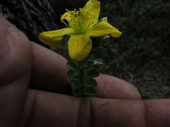 Hypericum mexicanum
