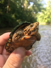 Sternotherus peltifer