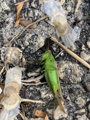 Conocephalus cinereus