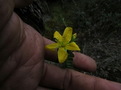 Hypericum mexicanum