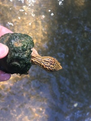 Sternotherus peltifer